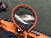 23" x 2 Redfish on 20240423